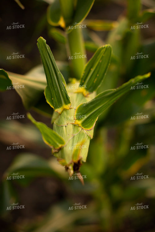 Corn - Mid-Season 2308