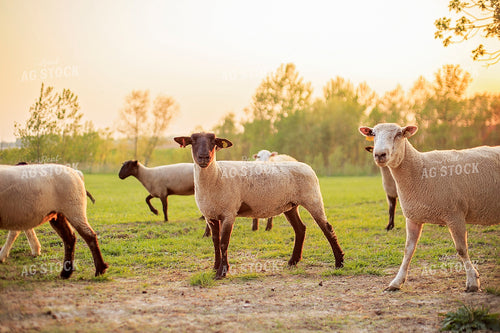 Sheep in Pasture 93162