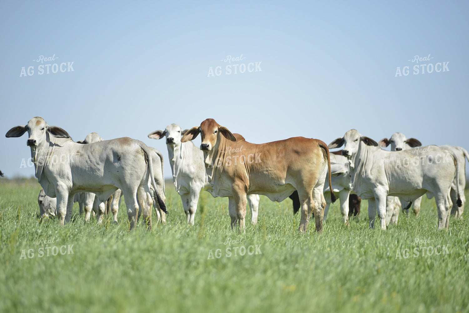 Brahman Cattle 110000