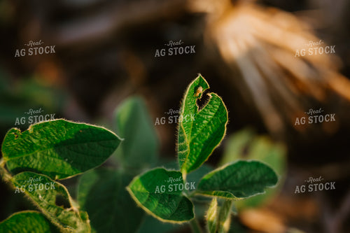 Insect on Soybean Leaf 125161