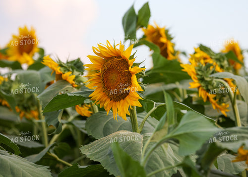 Sunflowers 160181