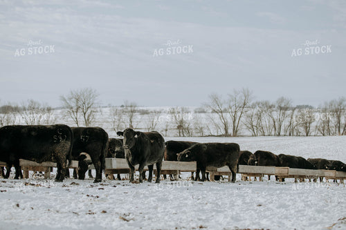 Angus Cows by Trough 77043