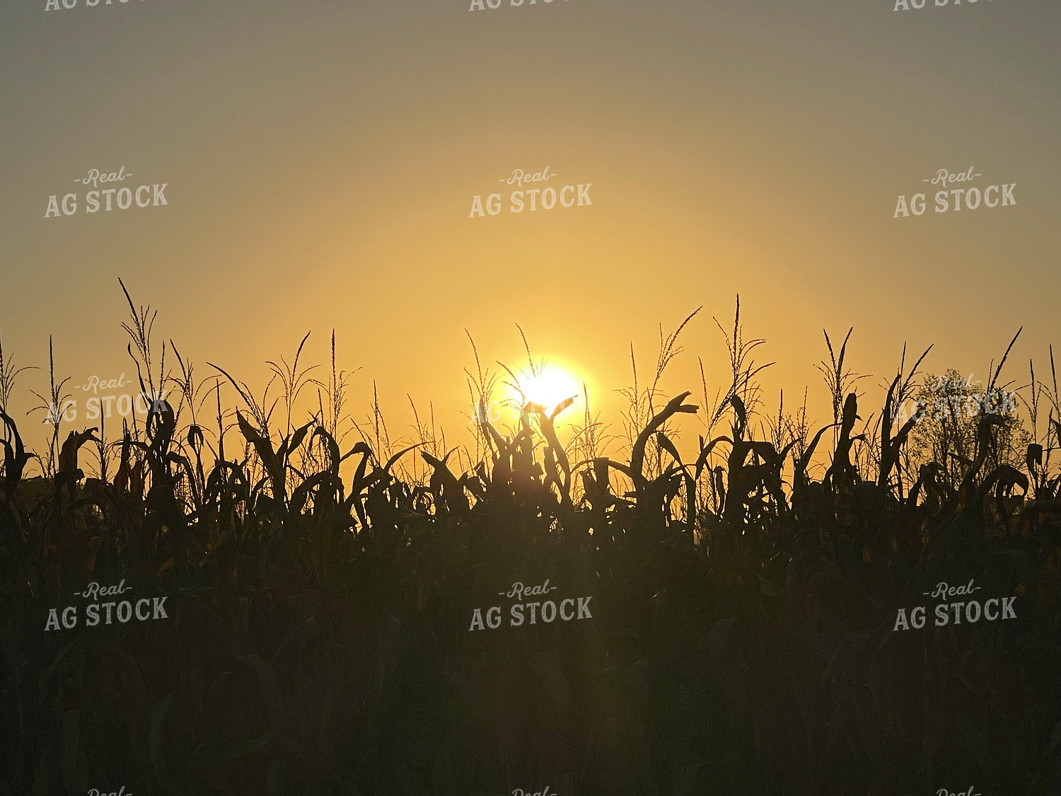 Corn Tassels at Sunset 103077