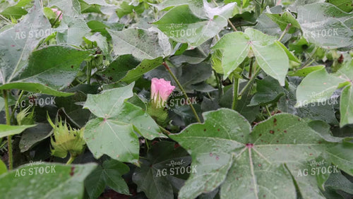 Close Up of Cotton Flower Bloom 79334