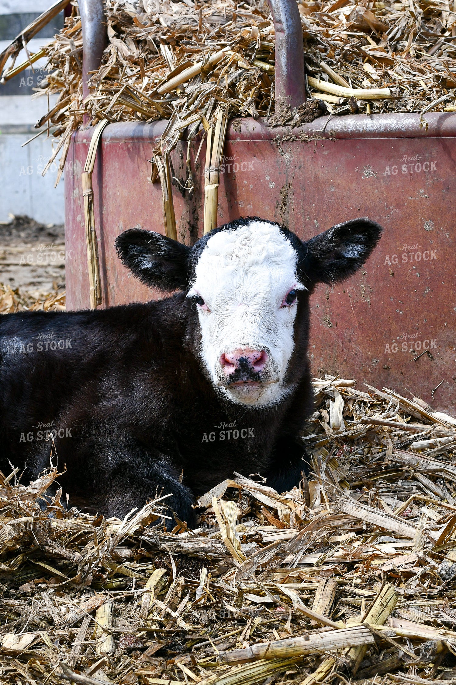 Black Baldy Calf in Farmyard 50212