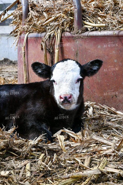 Black Baldy Calf in Farmyard 50212