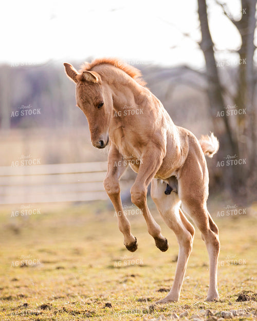 Horse Jumping 55116