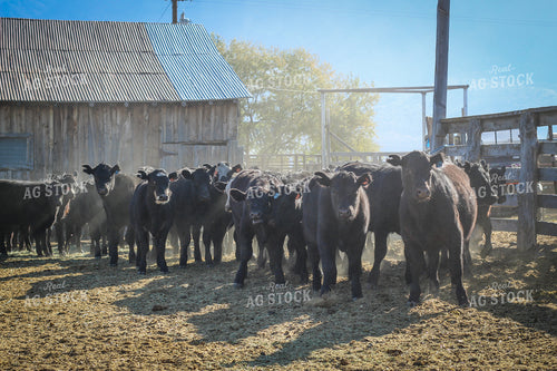 Weaning Angus and Baldy Calves 78149