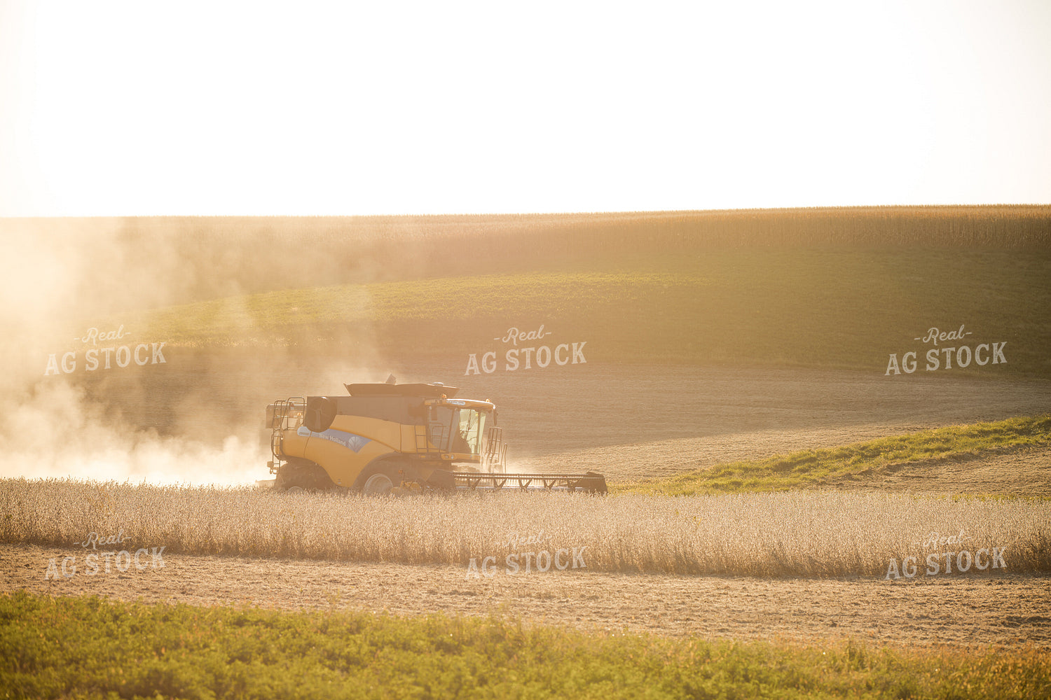 Soybean Harvest 215117