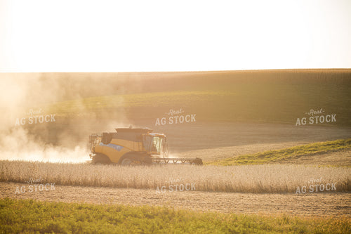 Soybean Harvest 215117