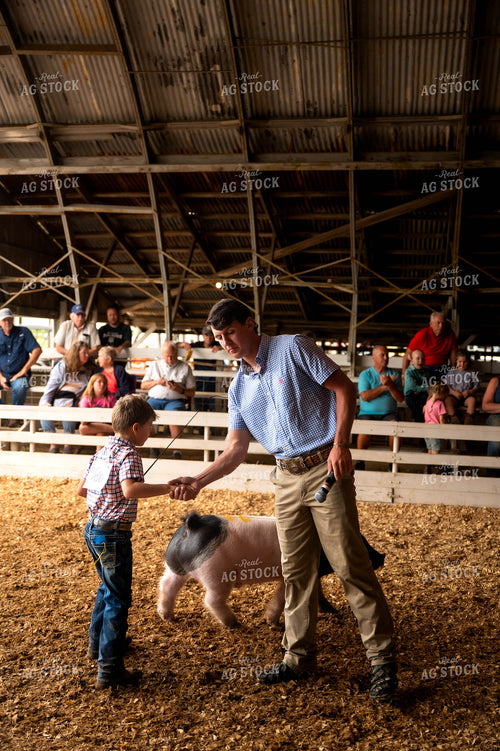 Showing Pigs 115782