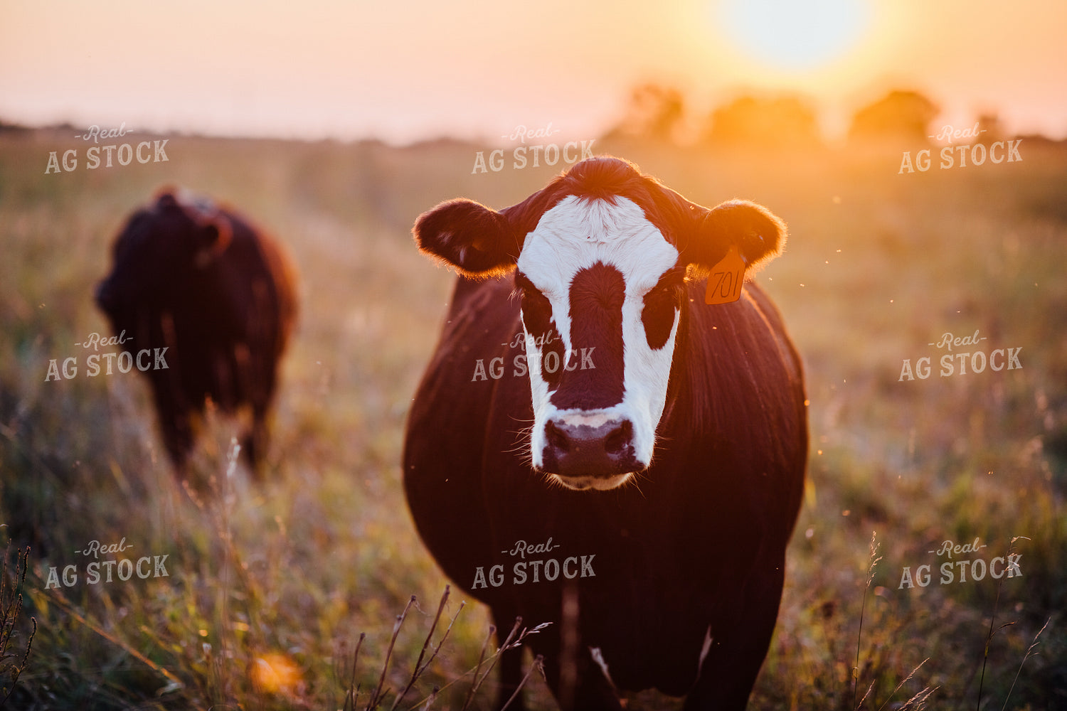 Black Baldy Cow Sunrise 53027