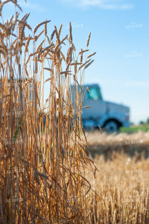 Harvesting Wheat 103033