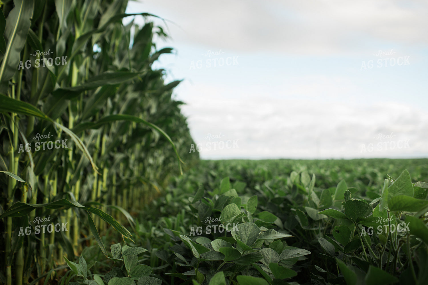 Green Corn and Soybean Field Border 6279