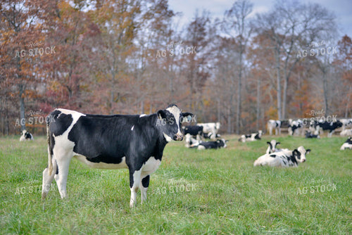 Holstein Cows in Pasture 110030