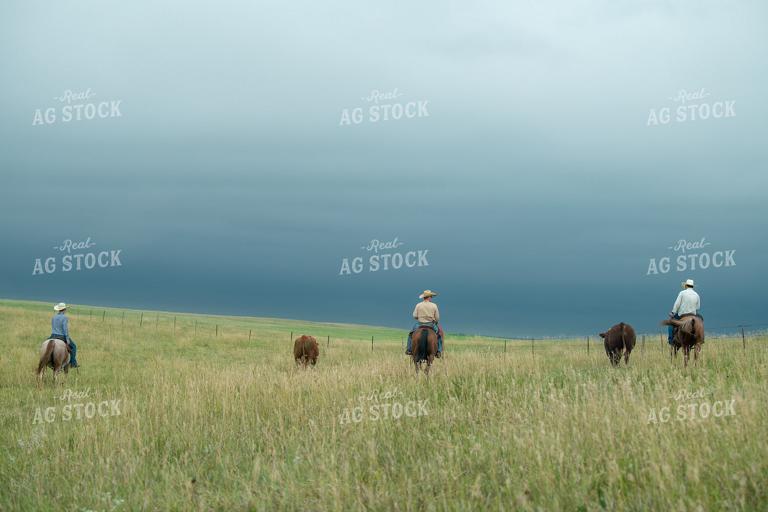 Rancher Herding Cattle on Horseback 212109