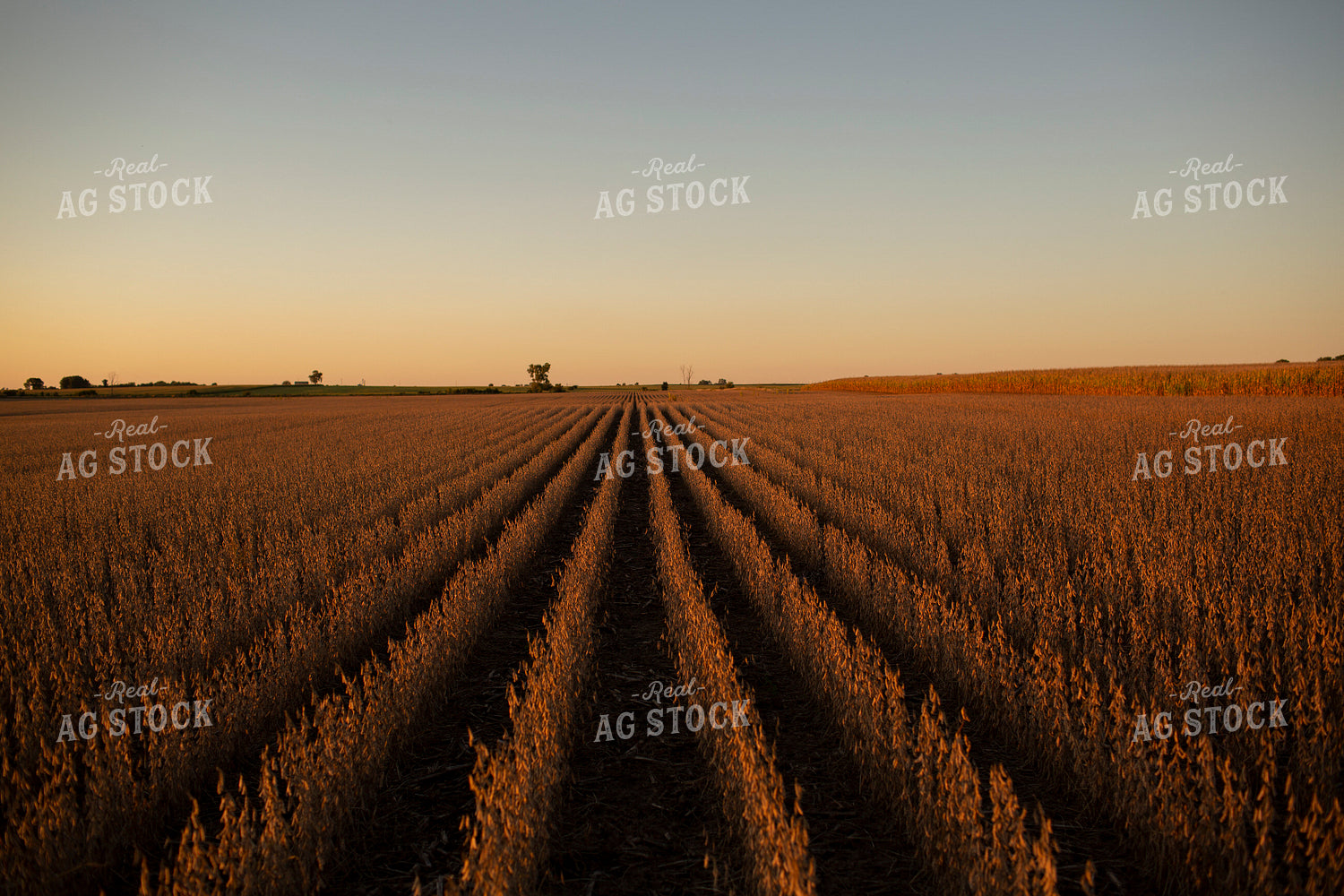 Soybeans - Dry 2477