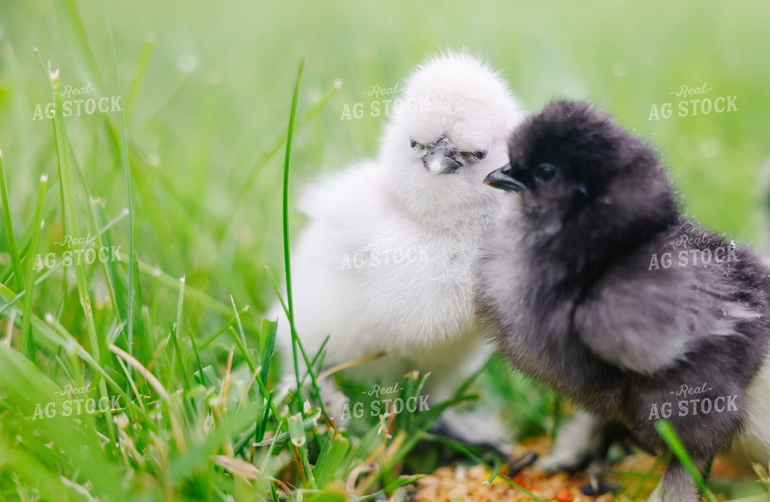 Chicks 90155