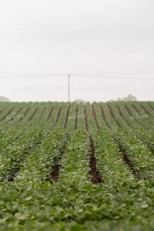 Mid-Season Soybean Field 157229