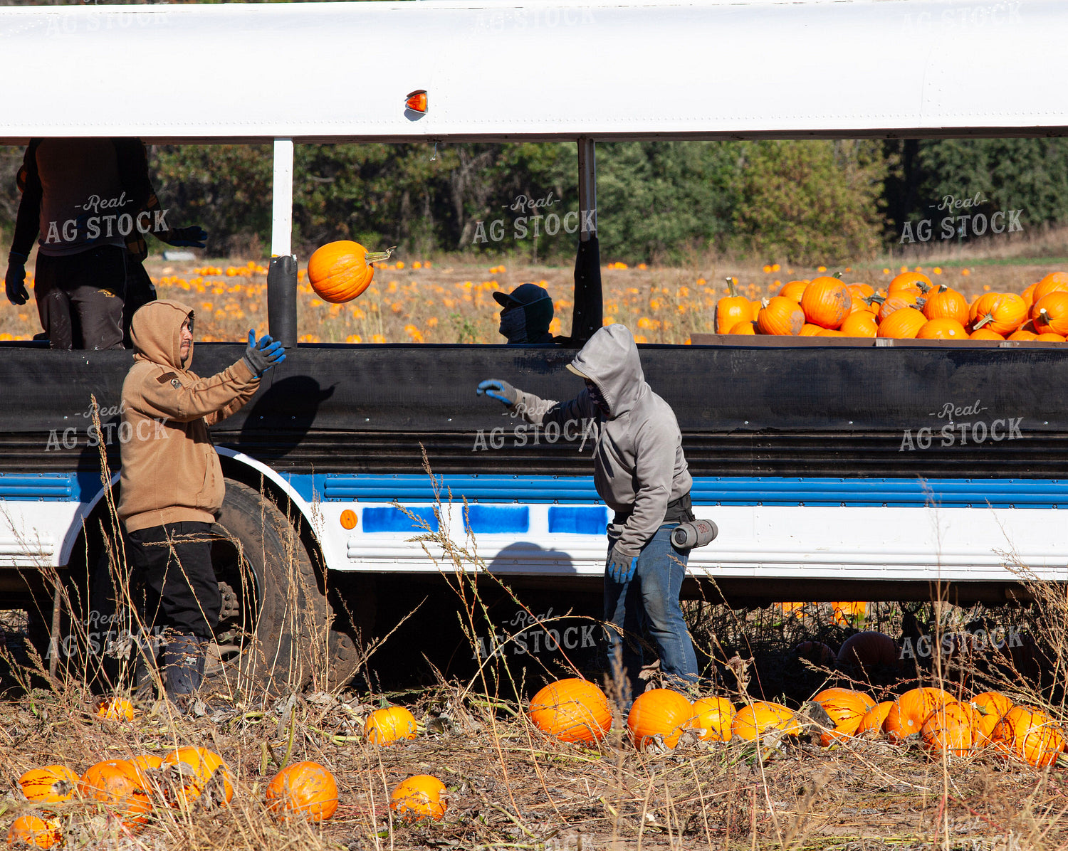 Pumpkin Harvest 132253
