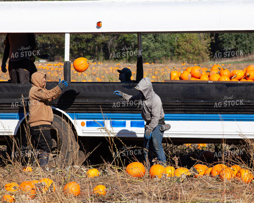 Pumpkin Harvest 132253