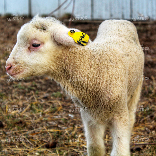 Sheep 141227