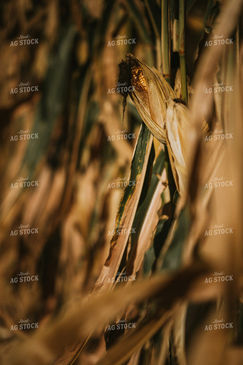 Dried Ear of Corn 4686