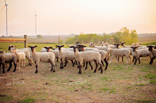 Sheep in Pasture 93167