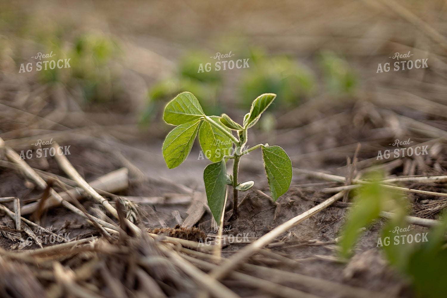 Early Season Soybeans 93281