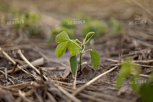 Early Season Soybeans 93281