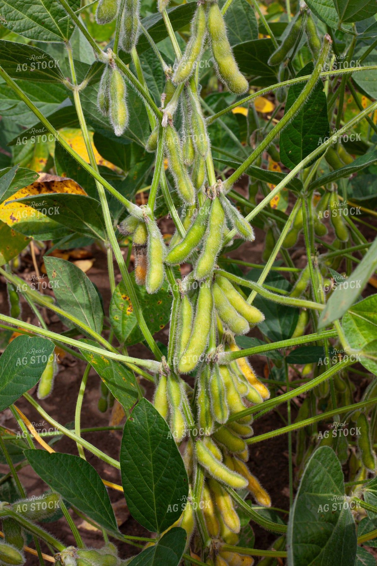 Close-Up of Soybean Pods Filling on Plant Stem 410009