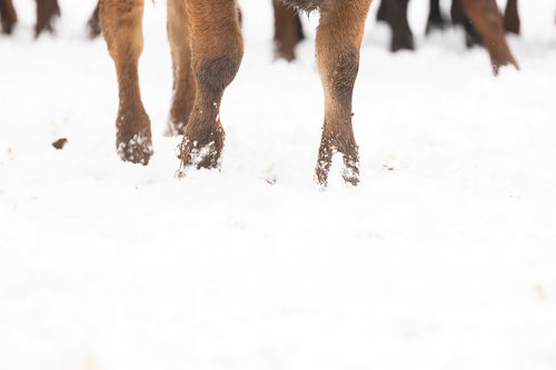 Cattle Hooves in Snow 190016