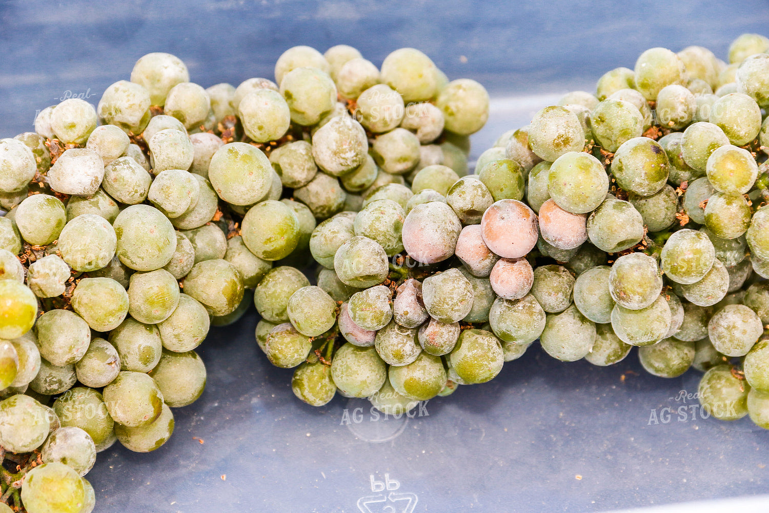 Grapes with Fungal Disease 105049