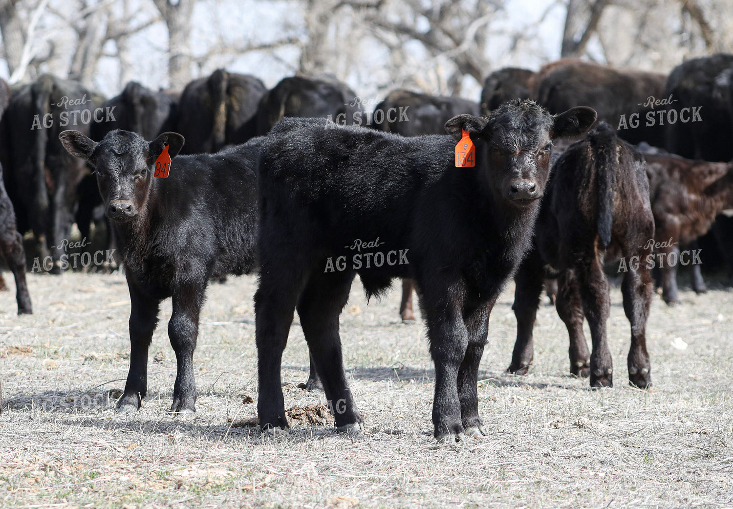 Angus Calves 117210