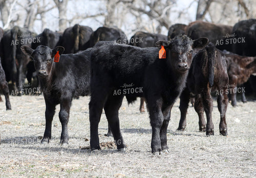 Angus Calves 117210