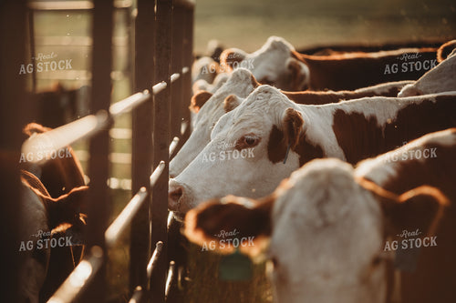 Hereford Cattle in Pasture 6480