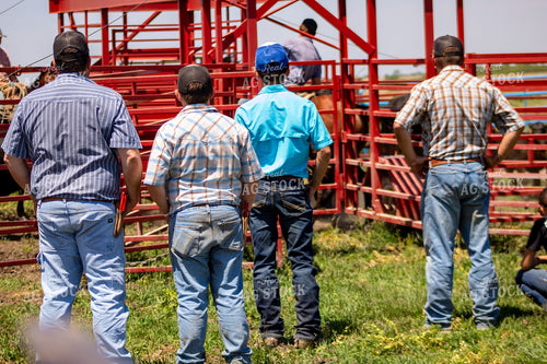 Cattle Producers and Farm Kids Working Cattle 214287