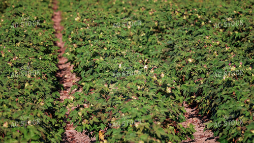 Cotton Field 265002