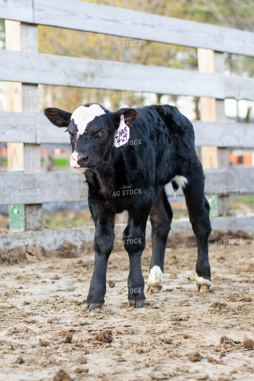 Calf in Pen 50007