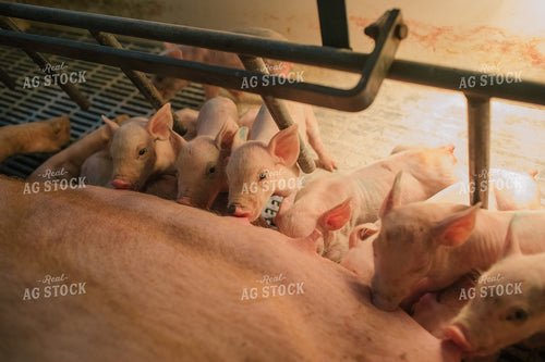 Piglets and Sow in Farrowing Stall 3244