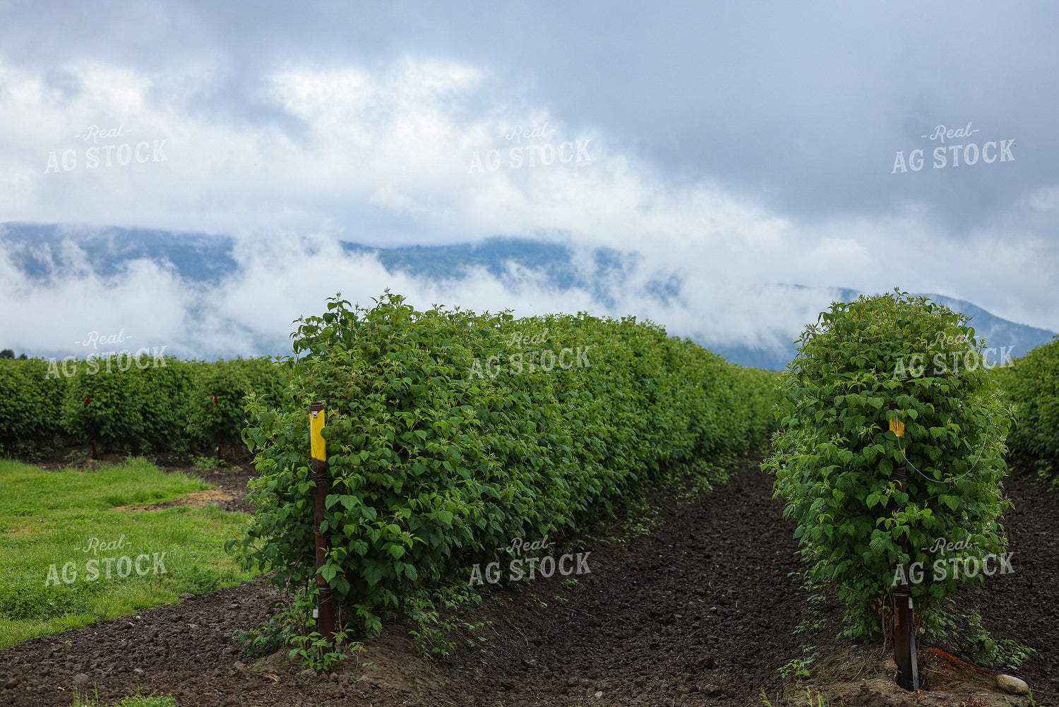 Raspberry Bushes 261092