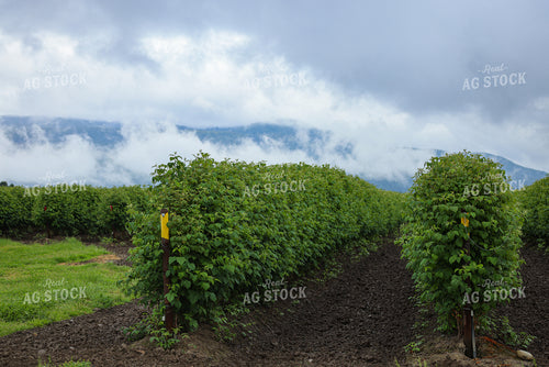 Raspberry Bushes 261092