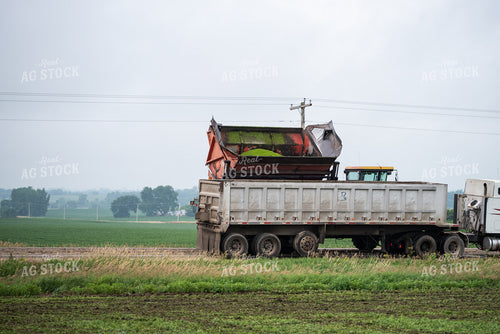 Unloading Peas in Semi Truck 76183