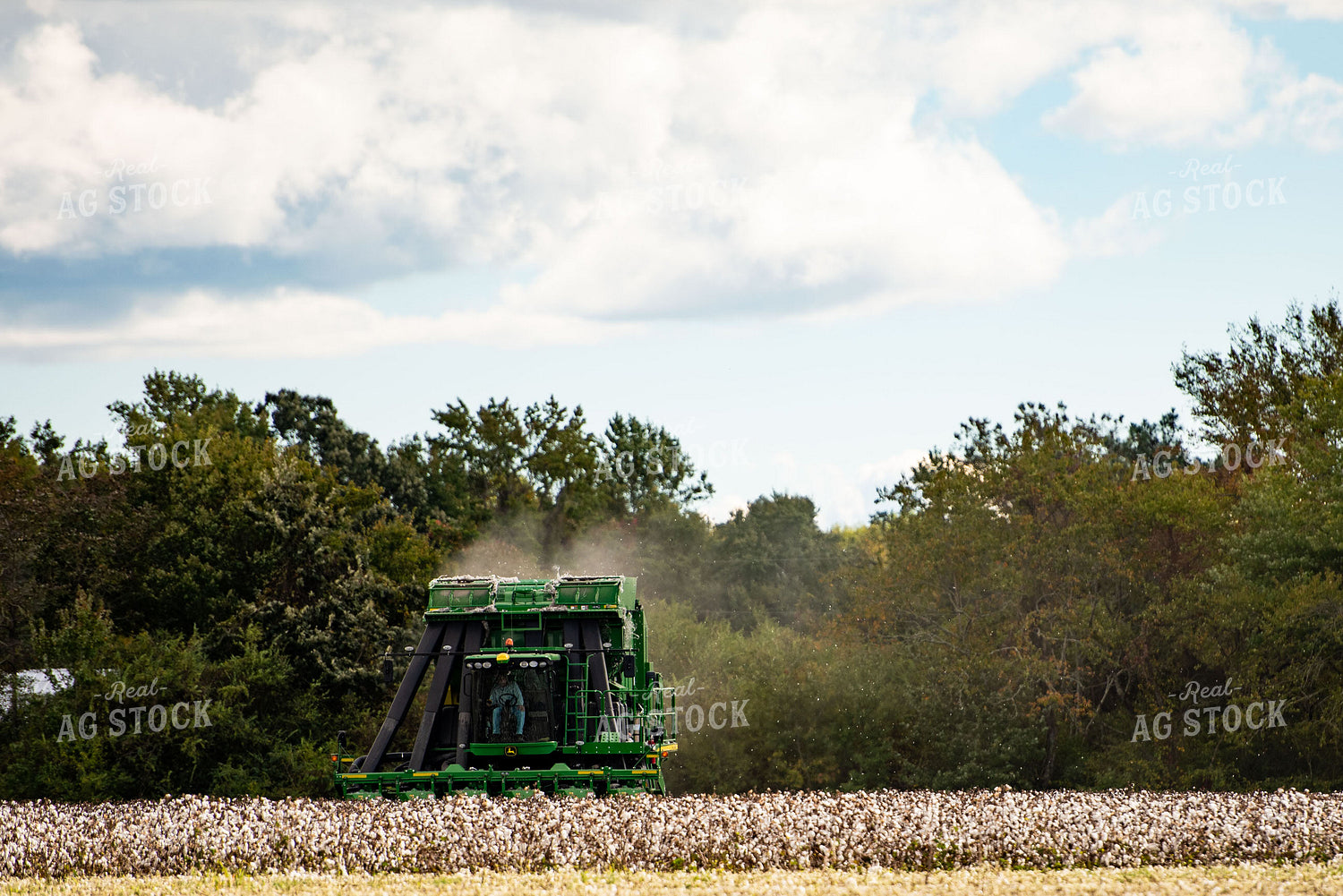 Cotton Harvest 136146