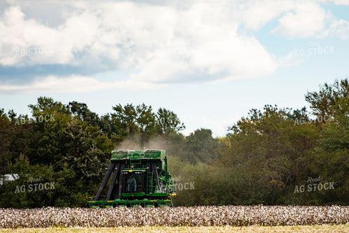Cotton Harvest 136146