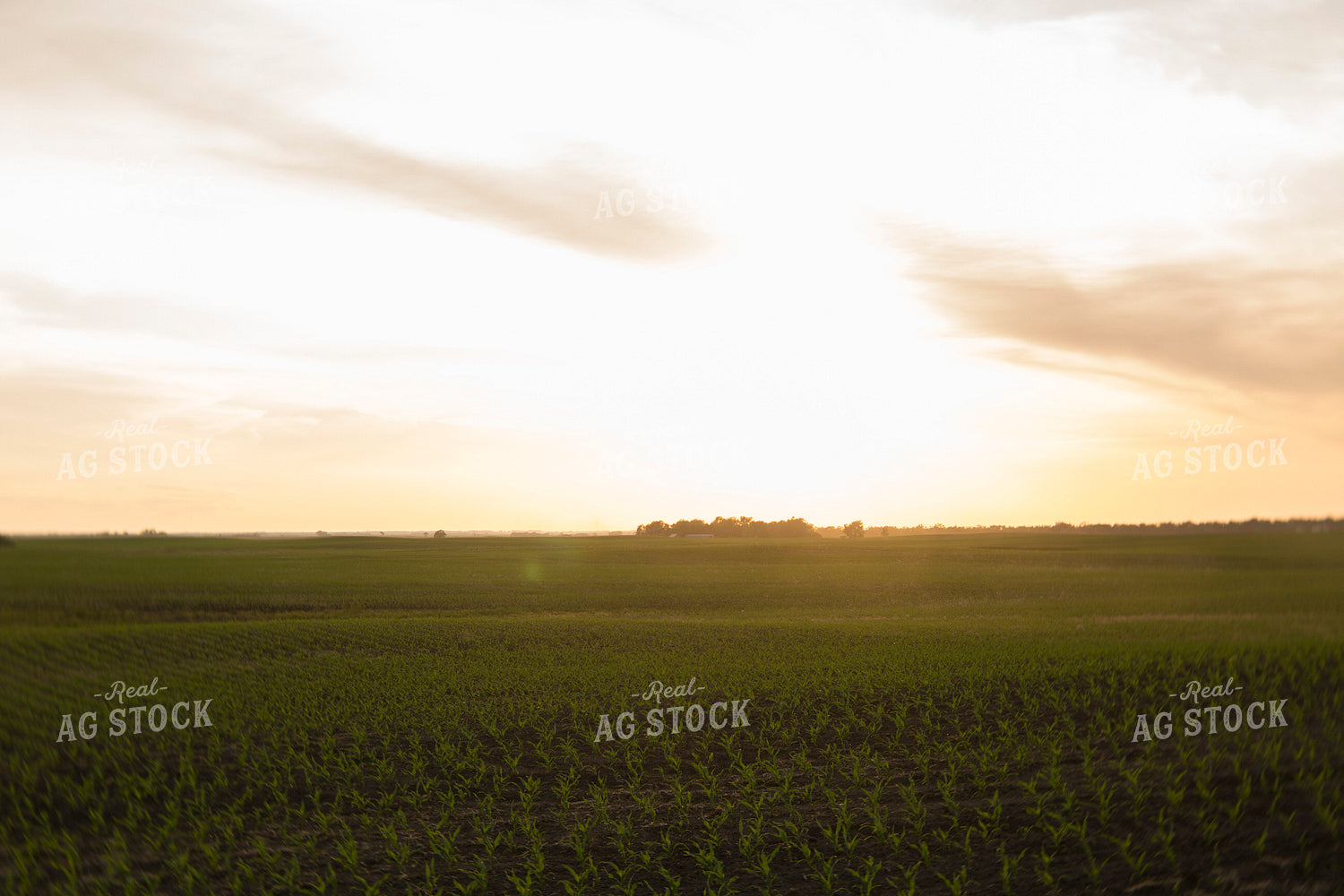 Corn - Early Growth 1114