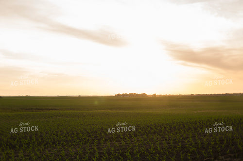 Corn - Early Growth 1114