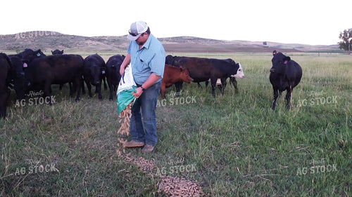 Rancher Feeding Cattle Cubes 65866