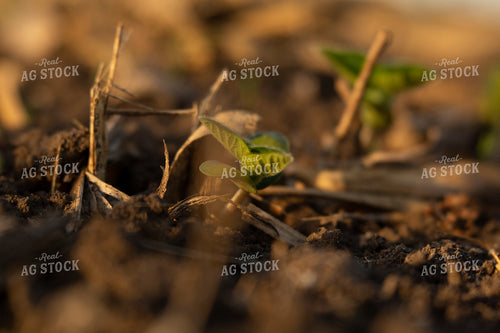 Soybeans - Early Growth 1425