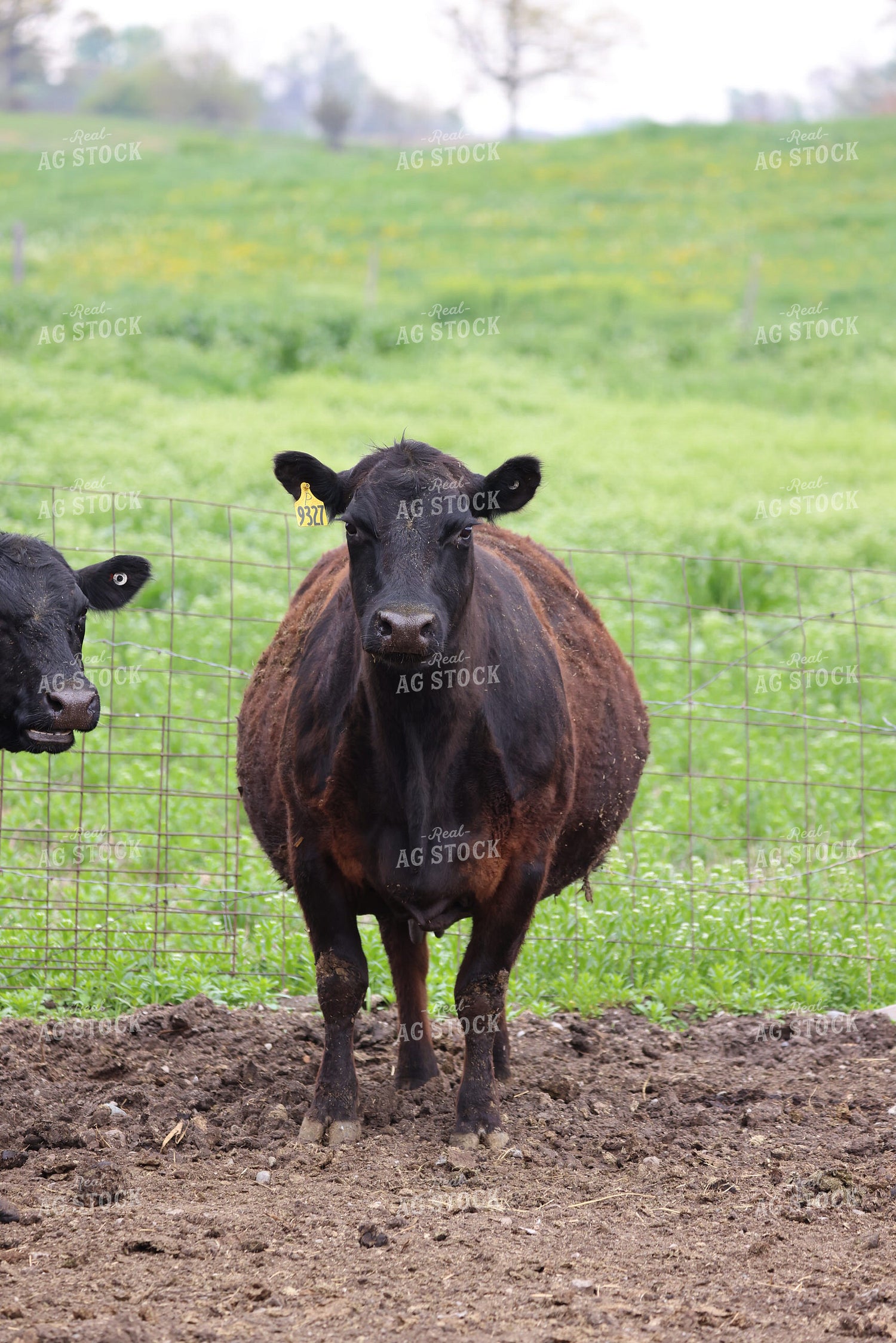 Cattle on Pasture 160301